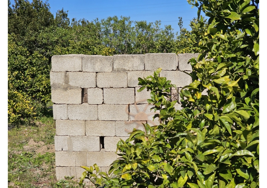 Sad pomarańczowy 350m od plaży w Cullera, Walencja